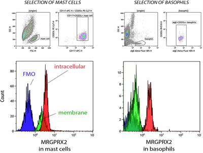 Mas-related G protein-coupled receptor MRGPRX2 in human basophils: Expression and functional studies